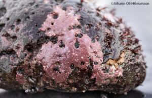 Skorpa (Hildenbrandia rubra)